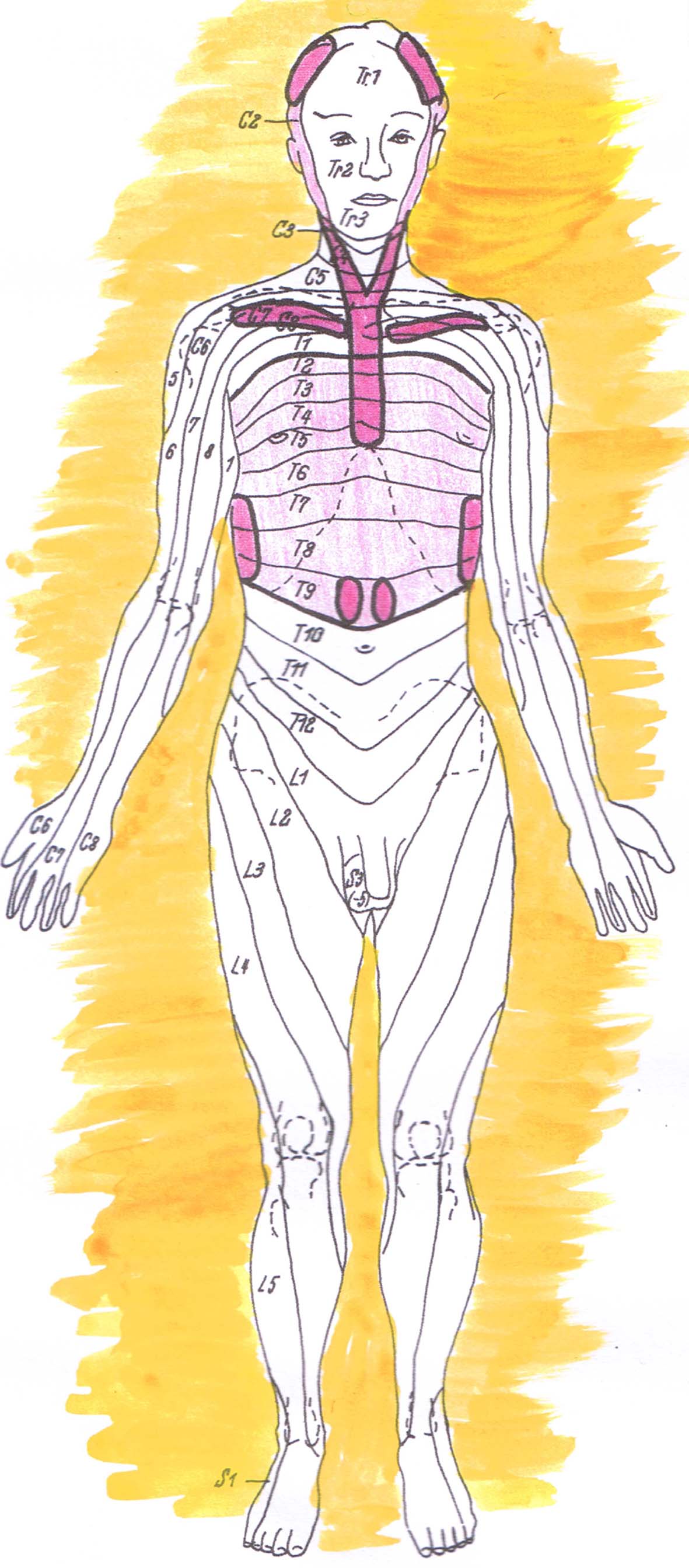 Andrea Blaser Bowen Therapie